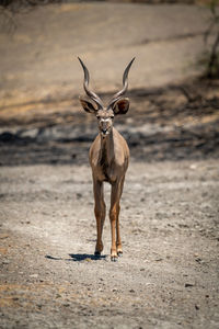 Male greater kudu stands staring on gravel