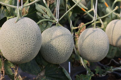 Close-up of fruits growing on tree