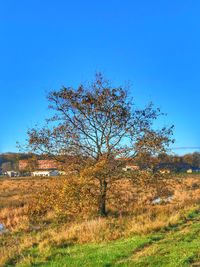 Trees on field against clear blue sky