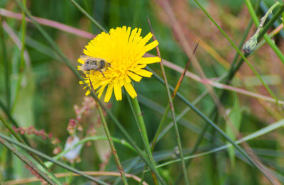 Close-up of bee on yellow flower