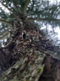 Close-up of tree trunk