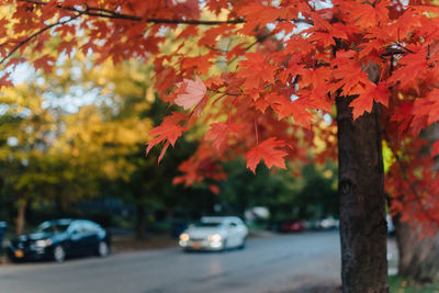 Autumn leaves on road