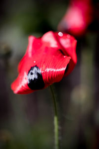 Close-up of red poppy blooming outdoors