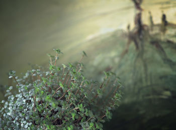 Close-up of lizard on plant