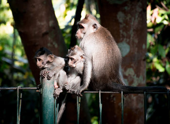 Monkeys sitting on railing in forest