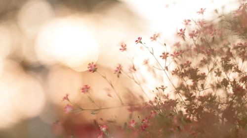 Close-up of pink flowering plant against sky