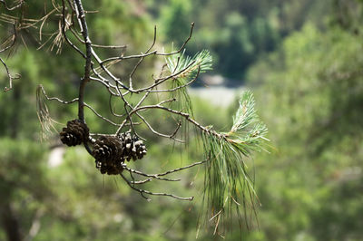 Close-up of plant against blurred background