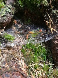 Moss growing on tree trunk