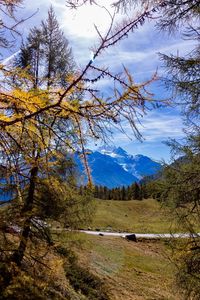 Scenic view of forest against sky during autumn