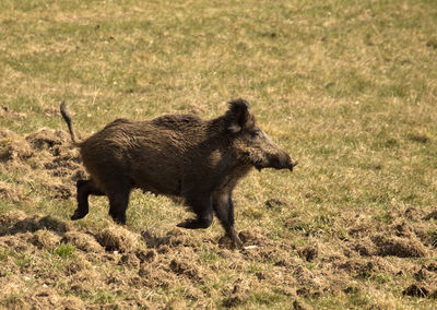 Pig running on field