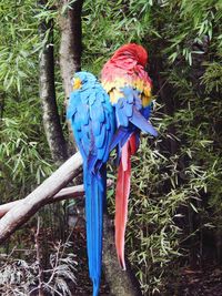 View of a bird perching on branch