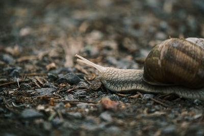 Close-up of snail on field