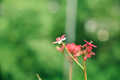 Close-up of red flowering plant