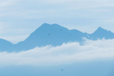 Low angle view of bird flying in sky