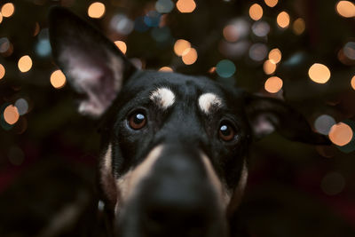 Close-up portrait of dog