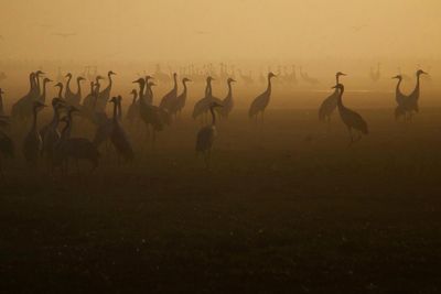 View of birds on field during sunset