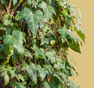 Close-up of fresh green plant