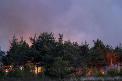 Plants and trees against sky at dusk