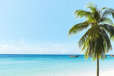 Tropical paradise. palm or coconut trees on beach and turquoise sea in lipe island.