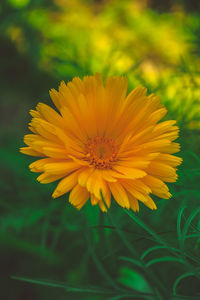 Close-up of yellow flower blooming outdoors