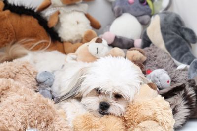 Close-up of dog with toys at home