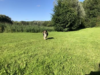 Running australian shepherd 