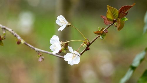 Close-up of cherry blossoms in spring