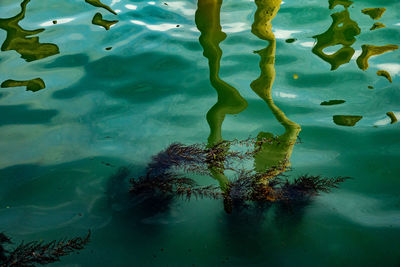 High angle view of dead plant in swimming pool