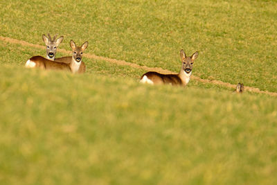 Deer in a field