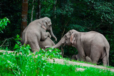 Elephant in a forest