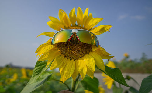 Close-up of yellow sunflower