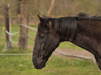 Horse standing on field