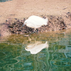 View of a bird drinking water