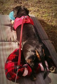 Midsection of woman with dog sitting outdoors