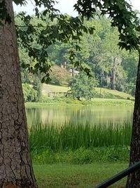 Scenic view of lake in forest