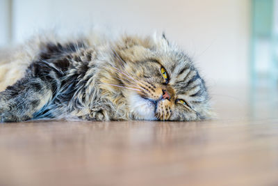 Close-up of cat lying on floor