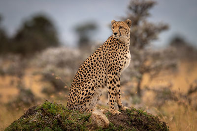 Cheetah on land