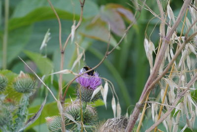 Close-up of insect on flower