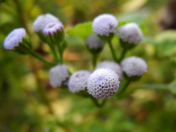 Close-up of flowers blooming outdoors