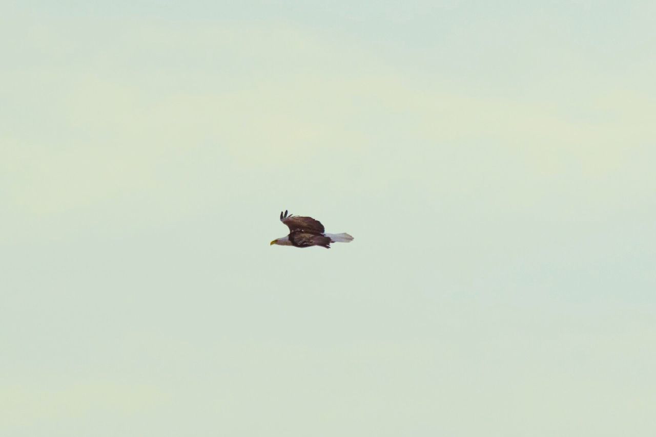 LOW ANGLE VIEW OF BIRDS FLYING AGAINST CLEAR SKY