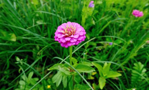 Close-up of pink flower blooming outdoors