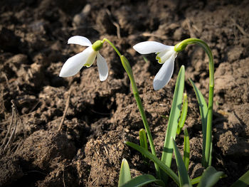 Close-up of white flowering plant on field