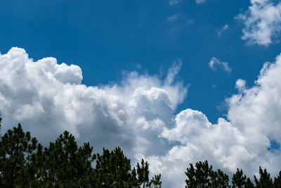 Low angle view of trees against blue sky