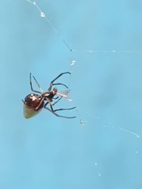 Close-up of spider on web