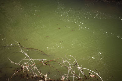 High angle view of plants by lake