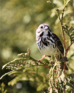 Close-up of a bird perching on branch