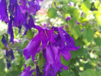 Close-up of purple flowers