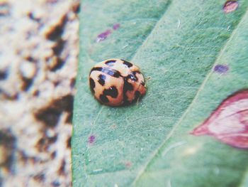 Close-up of ladybug on leaf