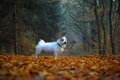 Portrait of dog in autumn forest