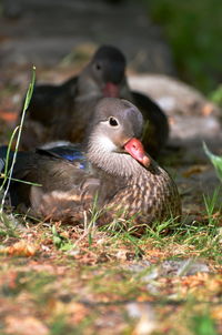 Close-up of bird on grass